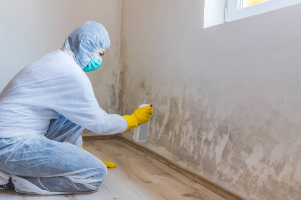 Licensed Basement Mold Removal service in Ashland, KY - WQB Mold Removal