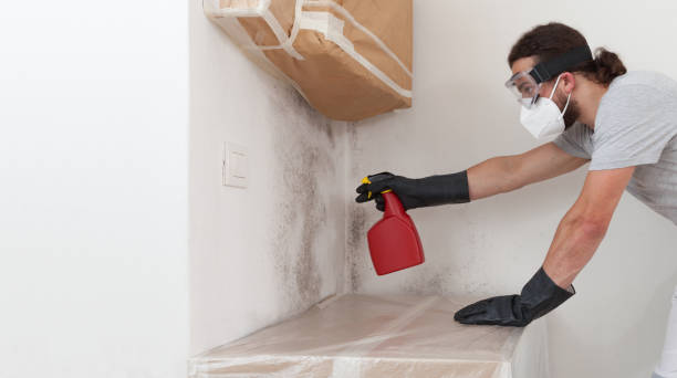 Professional Basement Mold Removal technician working in Ashland, KY