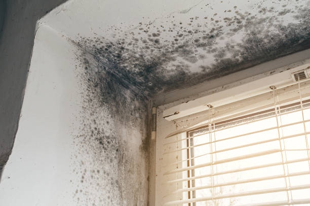 Affordable Basement Mold Removal solutions in Ashland, KY
