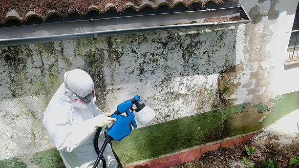 Top rated local Basement Mold Removal specialists in Ashland, KY